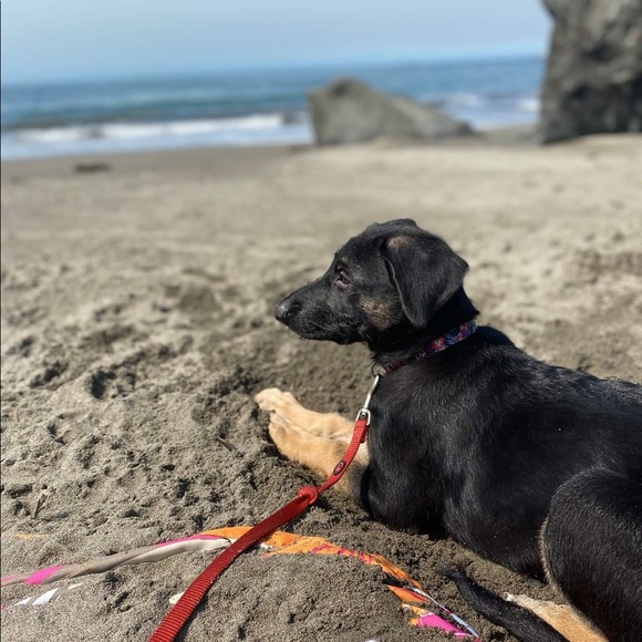 Meet your Posher, Isaac - Picture 1 of 1